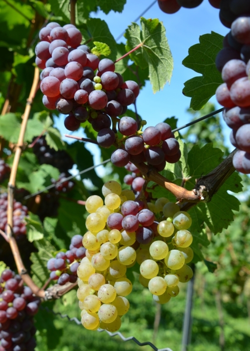 Roter Riesling Mutation ANT 6005